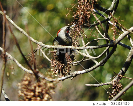アオゲラ Japanese Green Woodpecker アオゲラ Japanese Green Woodpecker 58232439