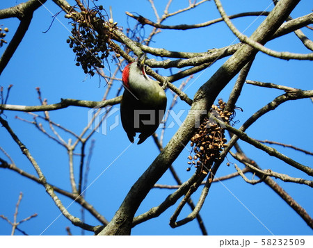 アオゲラ Japanese Green Woodpecker アオゲラ Japanese Green Woodpecker 58232509
