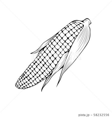 Natural Corn Coloring Book Vector Illustrationのイラスト素材