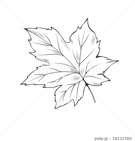 Maple Tree Leaf Coloring Book Vector Illustrationのイラスト素材