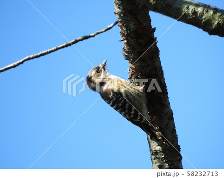 コゲラ Japanese Pygmy Woodpecker コゲラ Japanese Pygmy Woodpecker 58232713