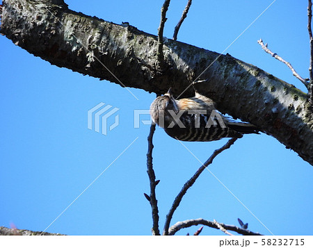 コゲラ Japanese Pygmy Woodpecker コゲラ Japanese Pygmy Woodpecker 58232715