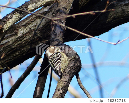 コゲラ Japanese Pygmy Woodpecker コゲラ Japanese Pygmy Woodpecker 58232718
