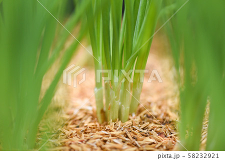 shallots growing from soil - small plant onion shallots growing from soil - small plant onion 58232921