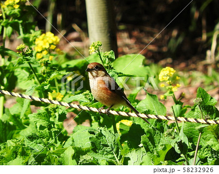 モズ Bull-headed shrike モズ Bull-headed shrike 58232926