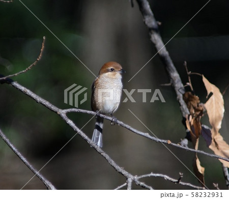 モズ Bull-headed shrike モズ Bull-headed shrike 58232931