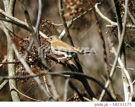 シロハラ　 58233175