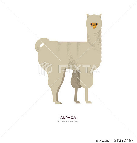 Alpaca wild zoo animal on isolated background 58233467