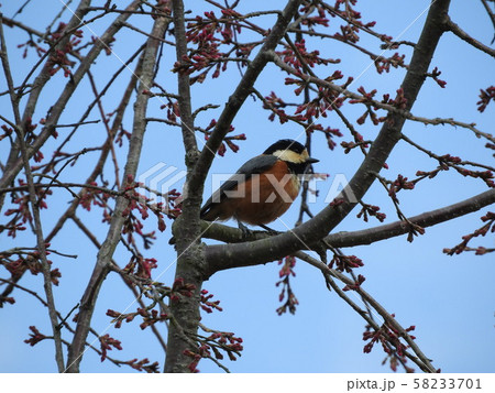ヤマガラ Varied tit ヤマガラ Varied tit 58233701