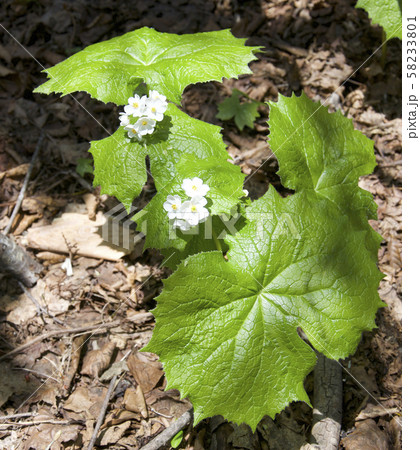 スプリング・エフェメラル　サンカヨウ 58233801