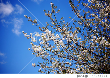里桜　イトククリの花 58234554