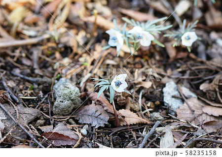 セツブンソウ(節分草)咲き始め セツブンソウ(節分草)咲き始め 58235158