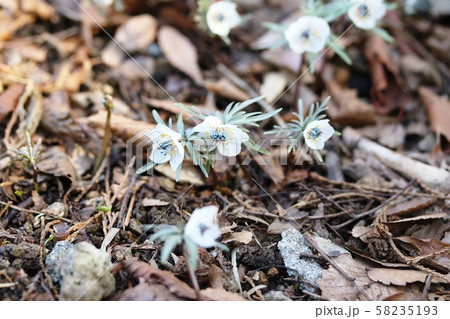 セツブンソウ（節分草）咲き始め 58235193