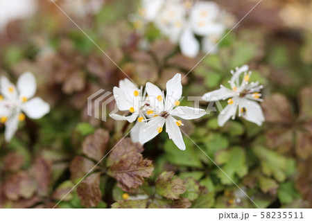 バイカオウレン（梅花黄蓮） 58235511