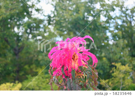 ハゲイトウの花 ハゲイトウの花 58235646
