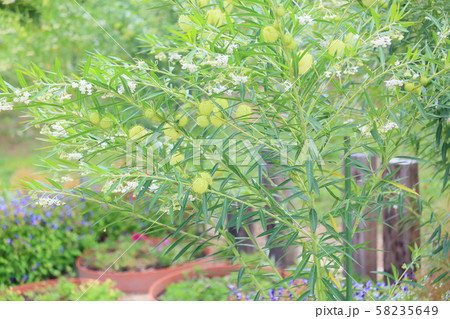 フウセントウワタの実 フウセントウワタの実 58235649