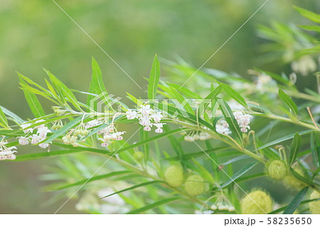 フウセントウワタの花 フウセントウワタの花 58235650