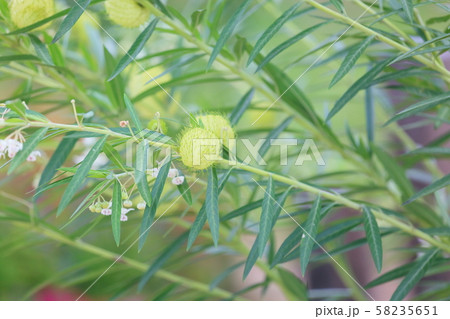 フウセントウワタの実 58235651