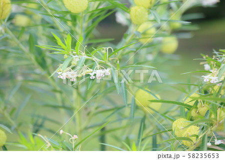 フウセントウワタの花 58235653