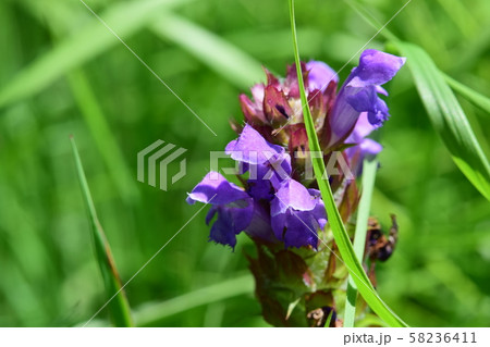 ウツボグサ 花 アップ ウツボグサ 花 アップ 58236411