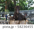 僕やぎ 58236455