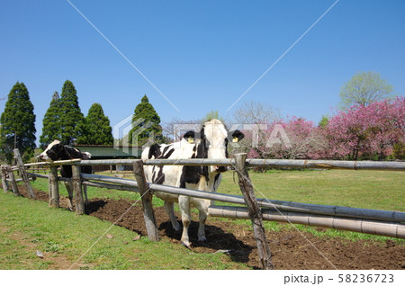 牧場 牧場 58236723