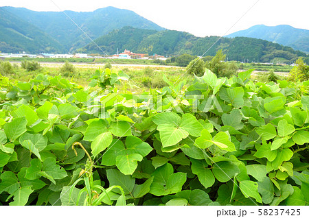 静岡市の里山 葛の茂り 静岡市の里山 葛の茂り 58237425
