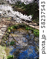高遠桜 58237543