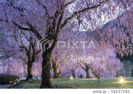 夜桜　武田のしだれ桜 58237582