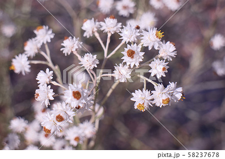 宇都宮市 鬼怒川河川敷の絶滅危惧種カワラハハコ(雄花) 宇都宮市 鬼怒川河川敷の絶滅危惧種カワラハハコ(雄花) 58237678