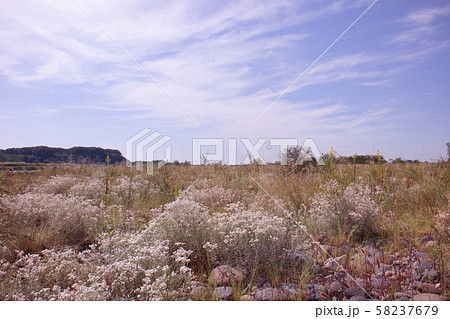 宇都宮市 鬼怒川河川敷に咲くカワラハハコ 宇都宮市 鬼怒川河川敷に咲くカワラハハコ 58237679