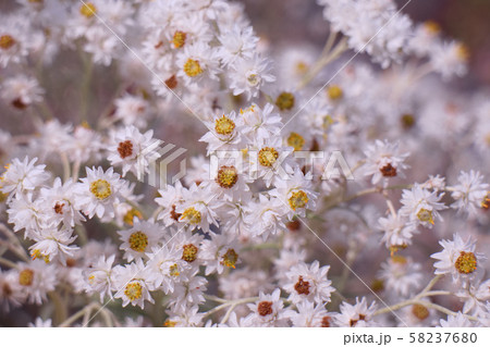 宇都宮市 鬼怒川河川敷の絶滅危惧種カワラハハコ(雄花) 宇都宮市 鬼怒川河川敷の絶滅危惧種カワラハハコ(雄花) 58237680