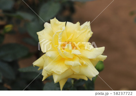 ランドラ　黄色のバラ 58237722