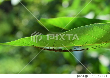 アシナガグモ 58237751