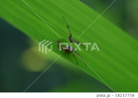 サツマノミダマシ 58237756