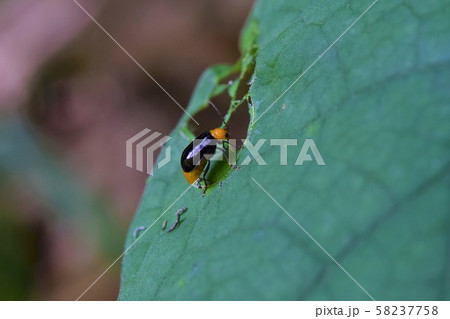 葉を食べる、クロウリハムシ 58237758