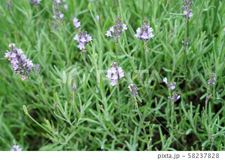 ラベンダーグロッソ ラベンダーグロッソ 58237828