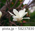 ハクモクレンの花 58237830