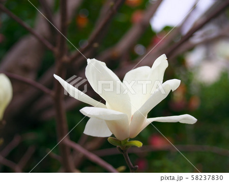 ハクモクレンの花 58237830