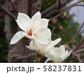 ハクモクレンの花 58237831