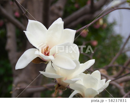 ハクモクレンの花 58237831