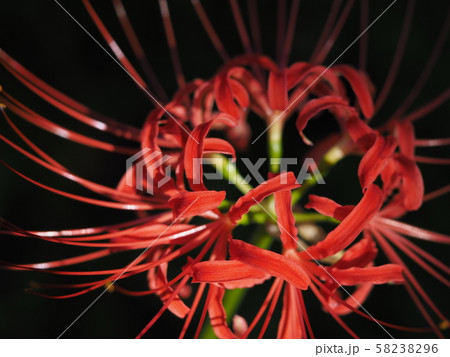 曼殊沙華 58238296