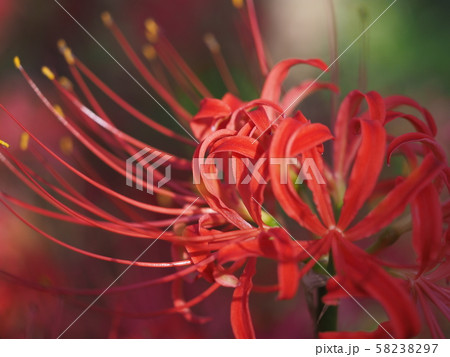 曼殊沙華 58238297