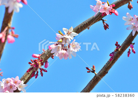 青空を背景として、雨情枝垂と推定されるサクラの樹の枝の花をローアングルで撮影した写真 青空を背景として、雨情枝垂と推定されるサクラの樹の枝の花をローアングルで撮影した写真 58238360