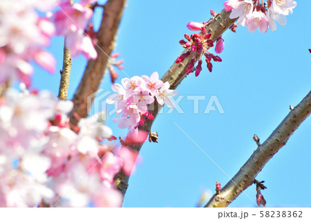 青空を背景として、雨情枝垂と推定されるサクラの樹の枝の花を撮影した写真 58238362