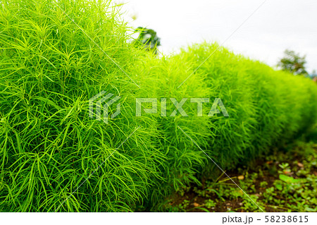 緑色のコキア ほうき草 の写真素材