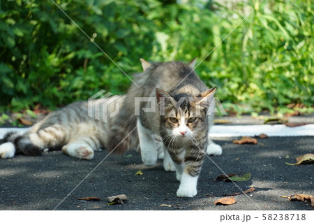 猫・野良猫・親子・お母さん・まきちゃん・くつろぐ・のんびり・親離れ 猫・野良猫・親子・お母さん・まきちゃん・くつろぐ・のんびり・親離れ 58238718