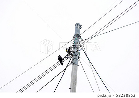電柱とカラス 電柱とカラス 58238852