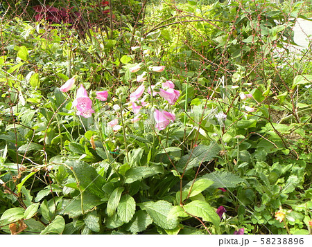 釣鐘草の桃色の花 釣鐘草の桃色の花 58238896