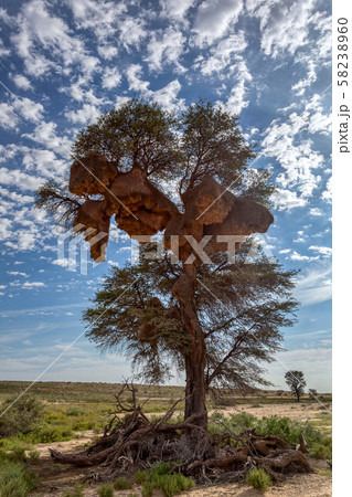 African sociable weaver big nest on tree 58238960